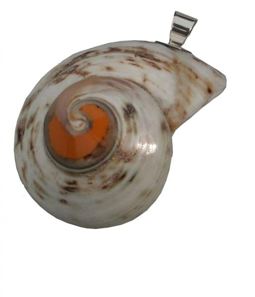 Anhänger  925 Silber mit Nautilusmuschel